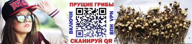 Псилоцибиновые грибы MAGIC MUSHROOMS  Купить  Череповец 